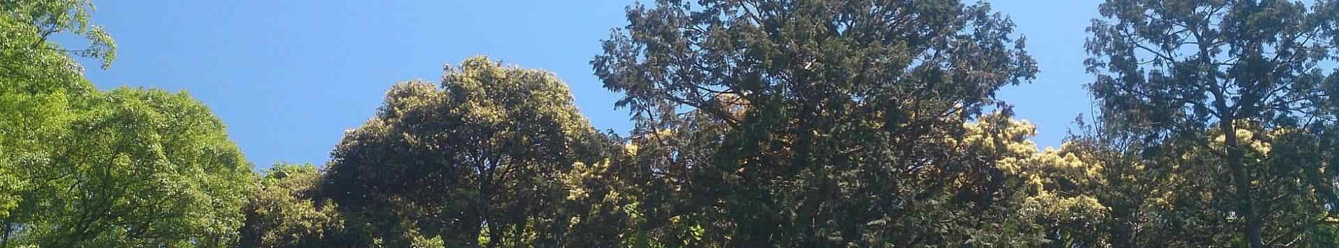 Image of forest